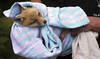 In London, the fox has its own ambulance service when it needs help