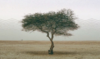 The world needs to restore approximately 1.5 billion hectares of land by 2030 to combat desertification.